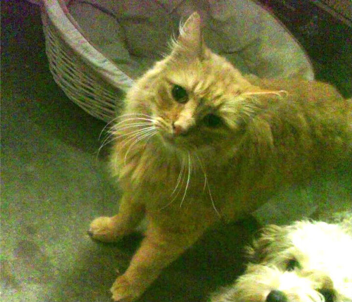 爱游戏官方主页-中国青少年篮球“青训计划”持续推进,基层得益明显,《中国青少年篮球训练教学大纲》