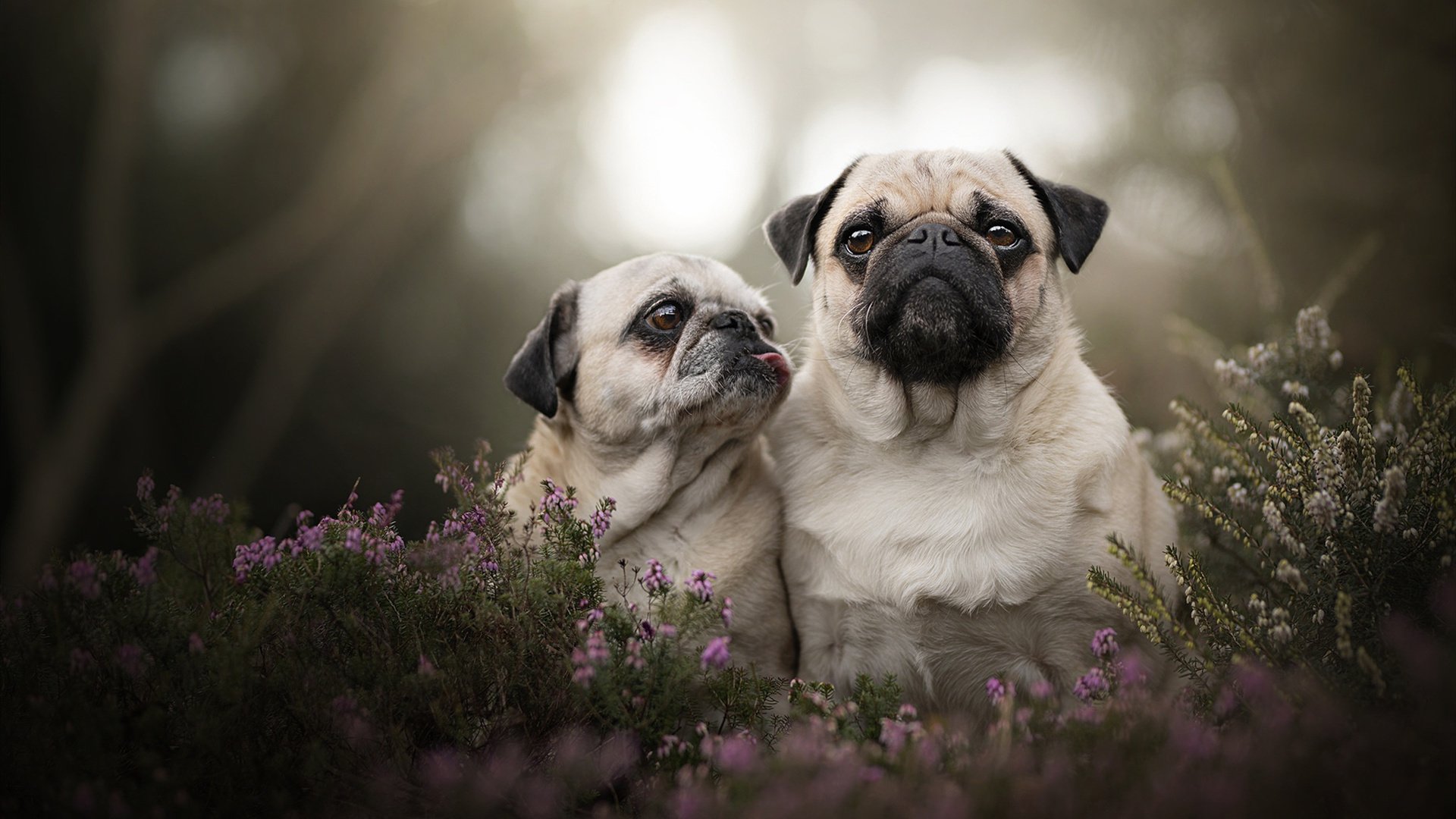 爱游戏下载-巴西女足在奥运会半决赛中以4-2击败西班牙,巴西女足在奥运会半决赛中以4-2击败西班牙队